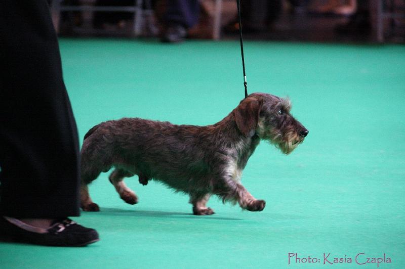 Crufts2011_2 675.jpg